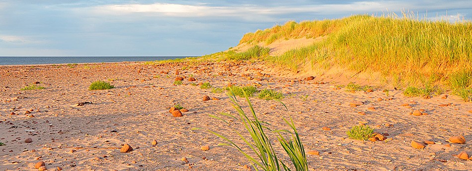 Rock Barra Retreat Beach Dunes and Grasses